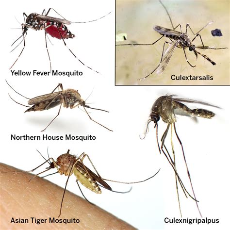 mosquito species